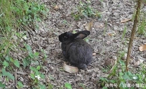 历史人物|老祖宗兔子不吃窝边草,其实下一句更为经典,你知道吗