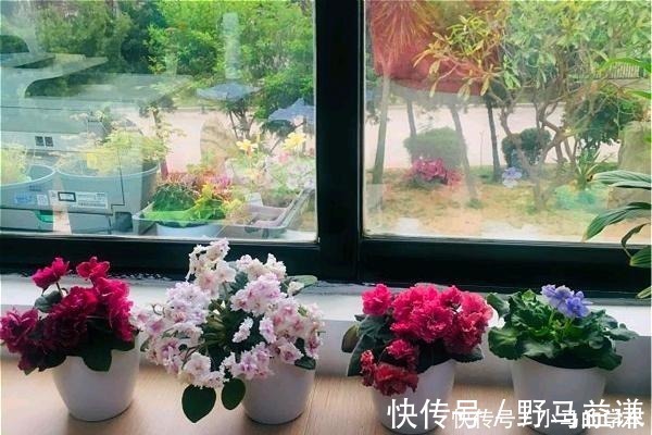 盆栽|谁说室内养不好花这12种一养就开花,还特漂亮,喜欢养花别错过!