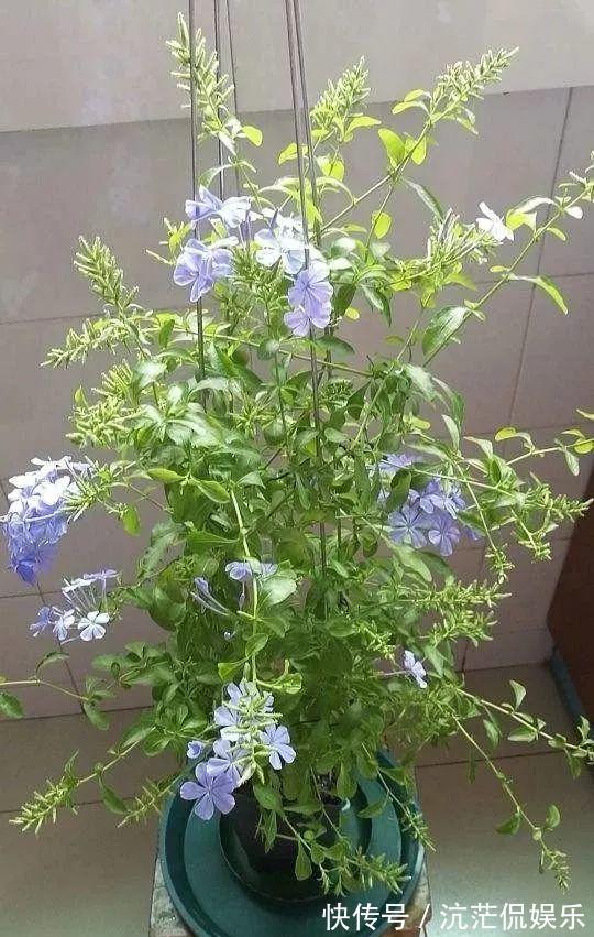 春天|9月给天竺葵剪个短发，过冬前就能窜叶子，明年春天开成大花球！