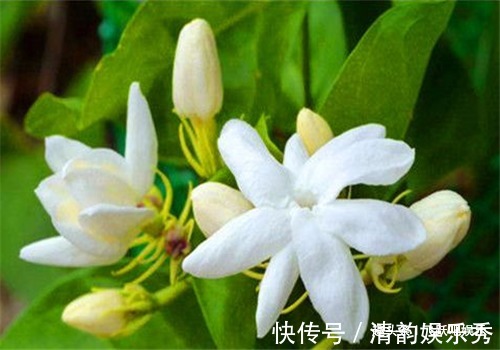 血管|女性要美容,离不开4种食物,养护血管,净化血液,滋养女性子宫