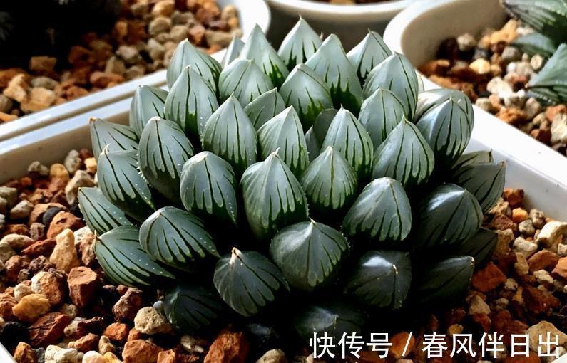 玉露|多肉植物玉露换盆、上盆、服盆要事