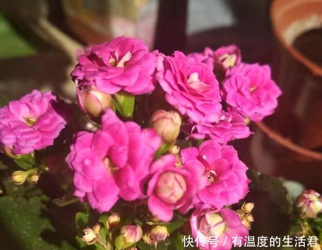 春季给花换盆,5个错误不要犯,不然服盆慢,难养活!