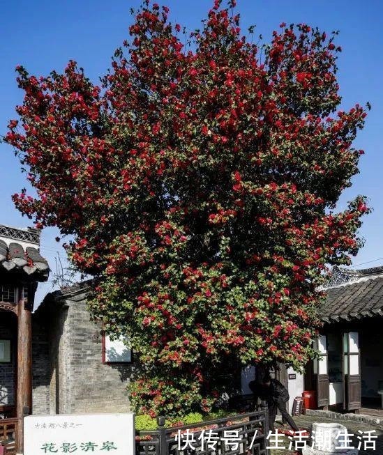 50年的桂花树,卖了5万块钱,大家觉得值吗!