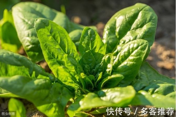 搭配|宝宝辅食,3种常见蔬菜搭配禁忌,你做错了几个?