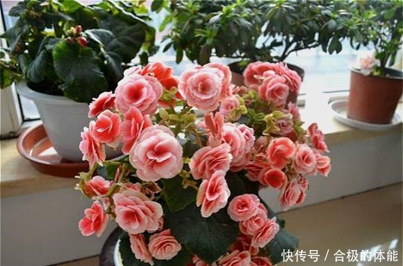 此“花”漂亮似玫瑰,即使不好养活,养死了也会再买,太讨人喜欢!