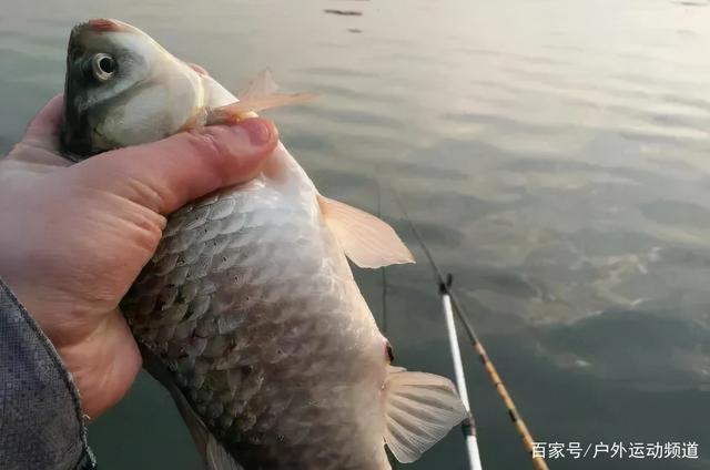 气温大幅下降的11月该钓深还是钓浅记住这2点是关键！