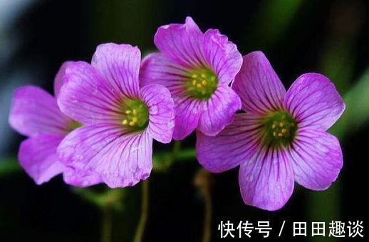 喜欢在家中养花,就选择5种花卉,花色绚丽,优雅妖娆,非常美