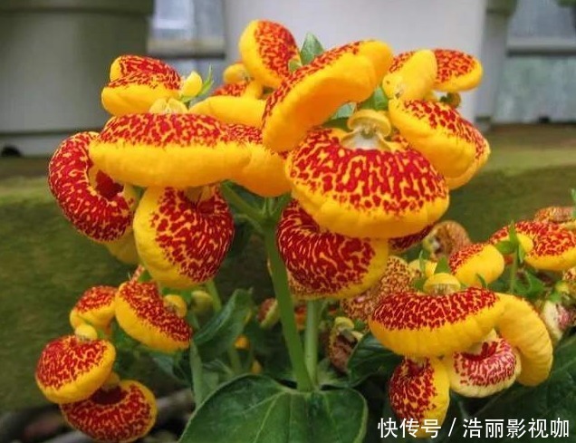 万事|能为家中添“好运”的3种花，新的一年迎好运，家中万事兴旺
