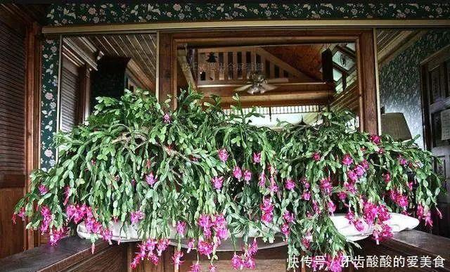 仙人|养花达人:38年前,掏家底儿买的2盆花,1盆被偷,1盆传给孙子