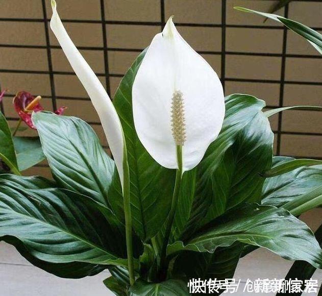 君子兰花|4种花,堪称花界劳模,花期长,开花勤,四季有花赏
