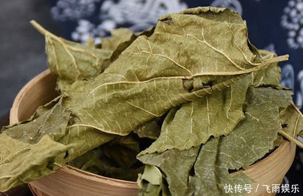 小小桑叶,大有用途,坚持泡水喝,4大好处会让你“开心不已”