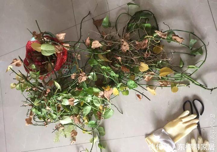 冬天修剪分“轻重”,有的花剪狠了,再也不开花