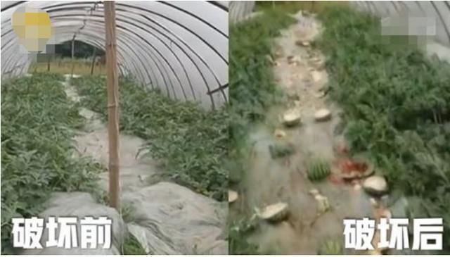 炸鸡排|儿子抢别人鸡排吃,妈妈一旁帮腔护短,女孩的回答让妈妈后背发凉