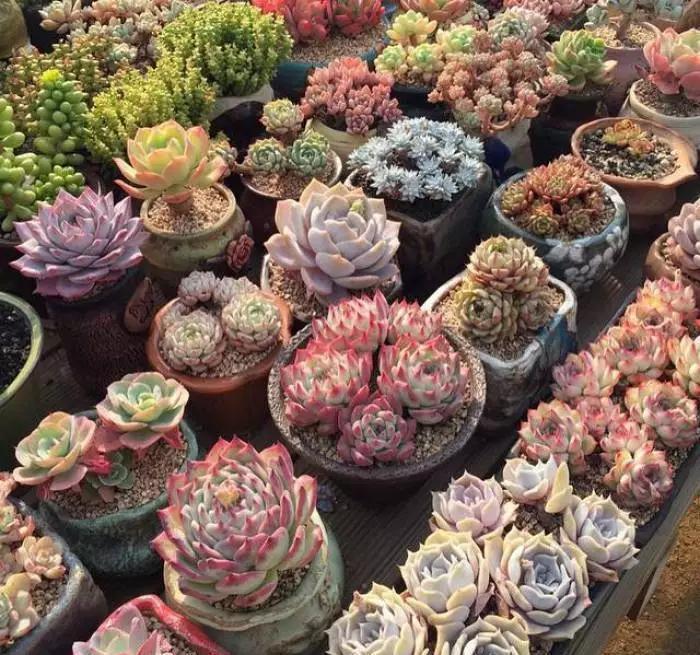 多肉|夏天养多肉,3个“痛点”别忽视,肉肉难长大,摊大饼,难度夏