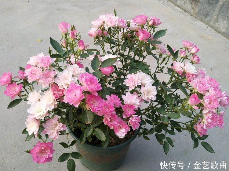 喜欢养花,不如试试这些花,花香四溢,开出的花又大又艳