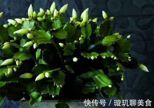 蟹爪兰开花小技巧,抓住几个重点,每片叶片都能冒花苞,花期还长