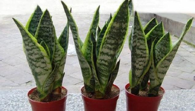 在家用这法养虎皮兰，简单一养就爆盆，还能净空气，值