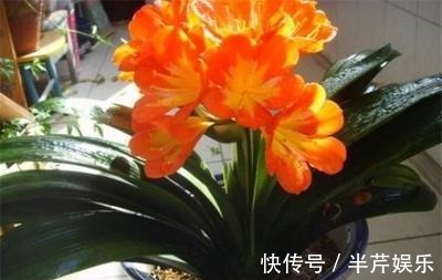 激素性|君子兰“开花”讲究大,好好催一催,接着冒花箭,花比拳头大