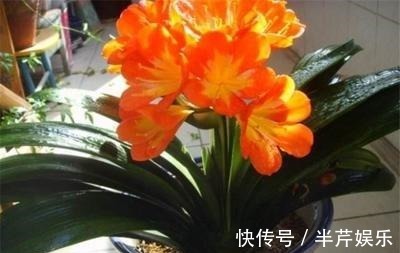 激素性|君子兰“开花”讲究大，好好催一催，接着冒花箭，花比拳头大