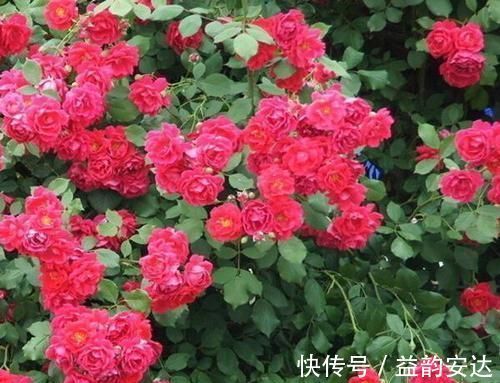 别再花钱买花肥,1种东西用来养花,效果比花肥强10倍!