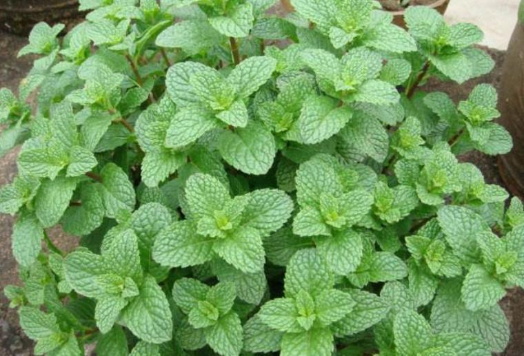 家里养了4种花,旁边的花草很难长好,都来看看你家养过几种?