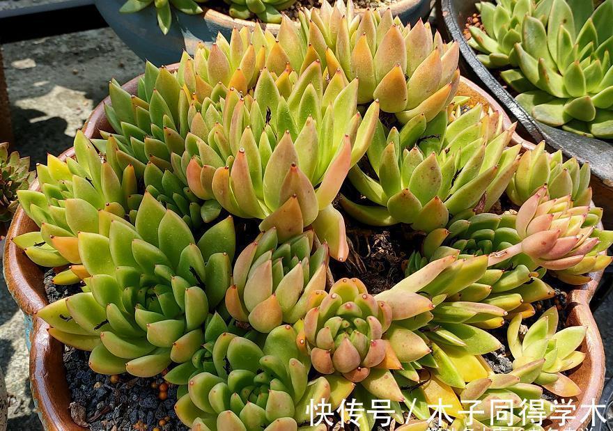 秋天|室内养的多肉立秋后改为露养，注意此5点，以免挂在秋天的门槛上