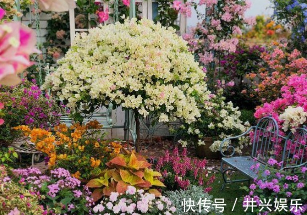 她在露台养了一种花,全年花开不断,犹如仙境,收获了近10万粉丝