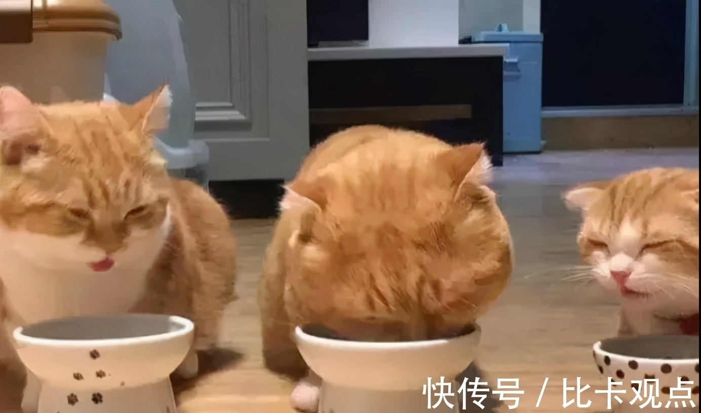 |自由让狗狗面目全非?柴犬别名日本哈士奇!搞笑它是认真的?