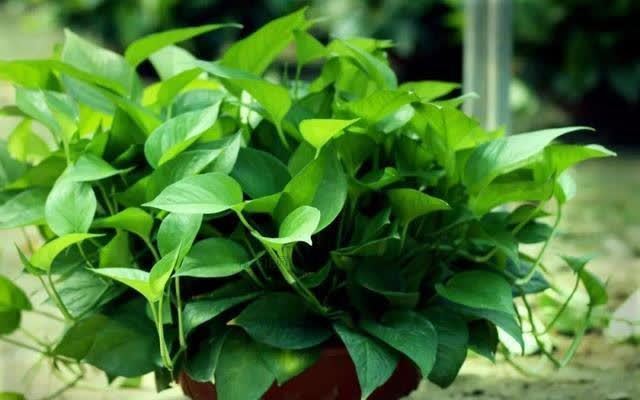 “聪明人”喜欢养的5种花,真能减少病菌吗?养之后:想多养几盆