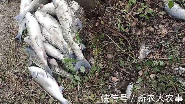 安徽一养殖鱼塘一夜翻白,大小鱼儿无一幸免,塘主:得罪了钓鱼人