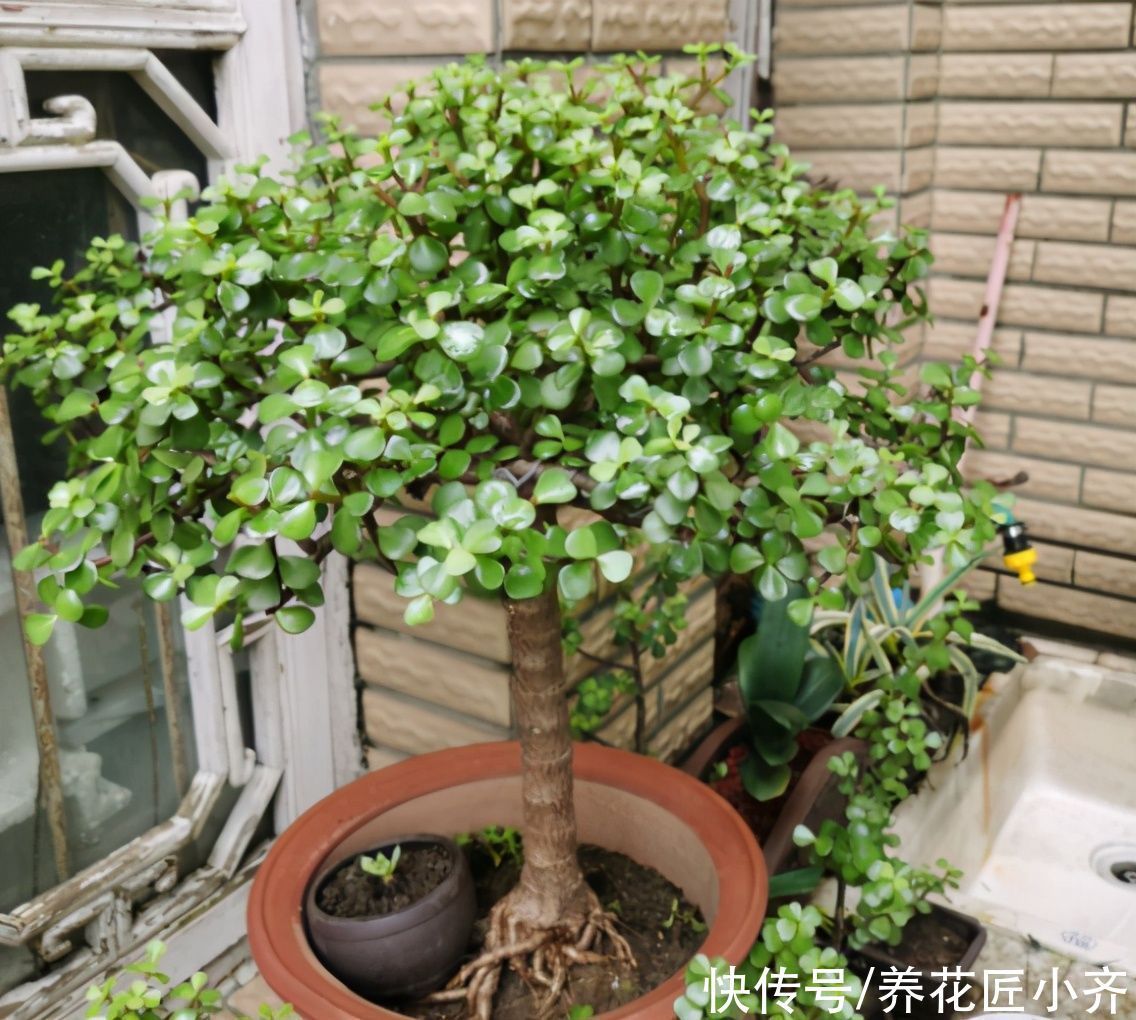 枝条|入秋后养金枝玉叶,做好“3件事”,叶片肥厚油绿,长得枝繁叶茂