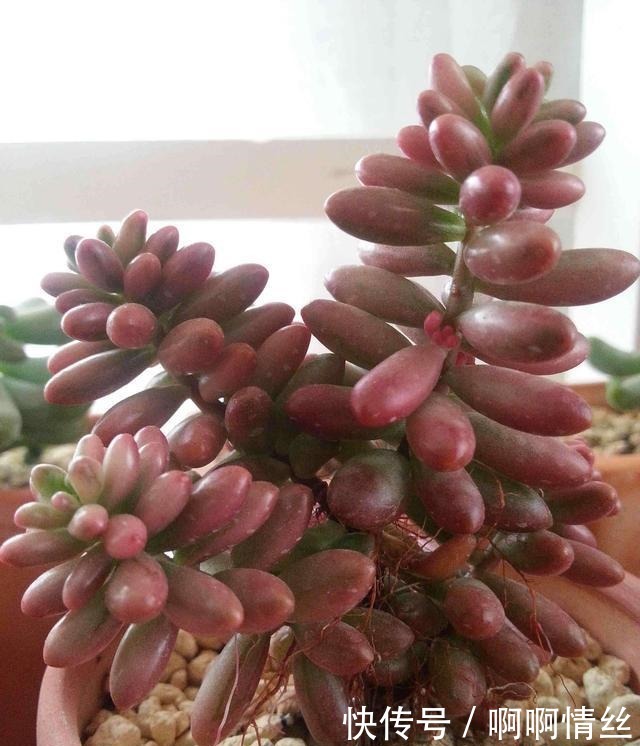 多肉长出“白胡子”这是“求救”的信号,别忽视!