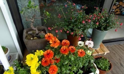 君子兰总是养不活往花盆里加点“好东西”,让植物越长越茂盛