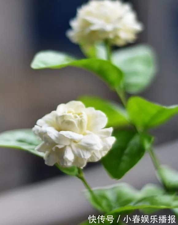 花友|花友们,茉莉花期的时候,4件事万万不能做,不然花苞呼呼落