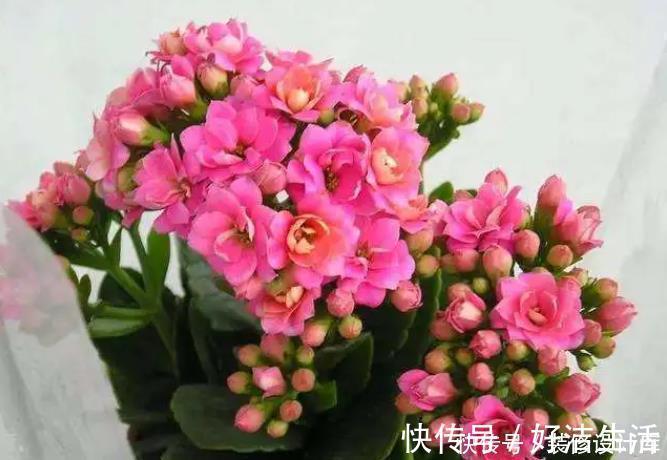 2种东西埋盆里,长寿花呼呼长,开花满盆