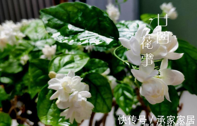 养茉莉,在大水大肥大太阳之前,还有3个先决条件,和1个补充