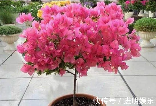 养三角梅,给它披1件“黑棉袄”,花开爆满盆,养出一片花海,美