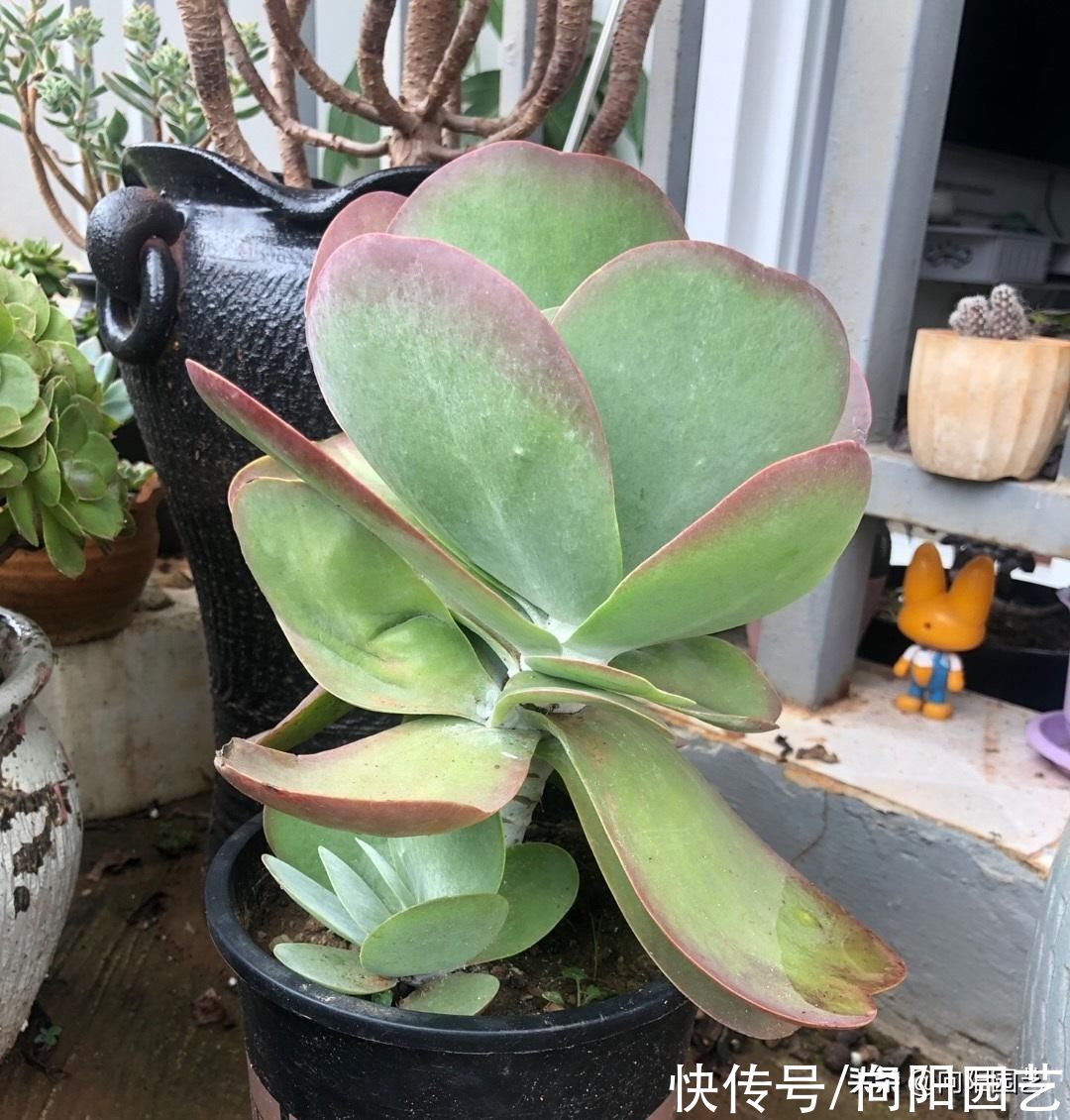 多肉唐印，放在室外冻一冻，叶子更大，更透红，不信你就试试