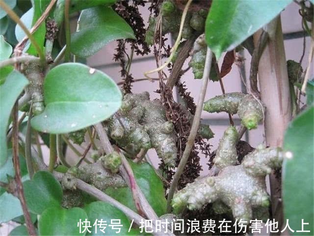 降血压|农村这种野菜,清热解毒,保护肝脏,是降血压的良方