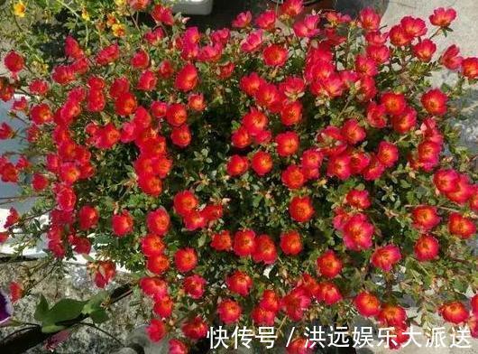 养花|夏季养花,首选这些不怕晒,不怕旱的花卉,养着省心、看着养眼