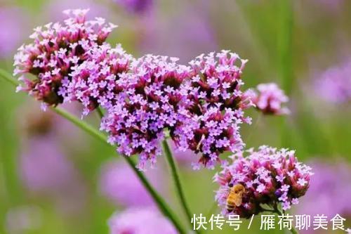 慢性肝病|10味名字带“草”的中药,是治肝病的良将!(涨知识)