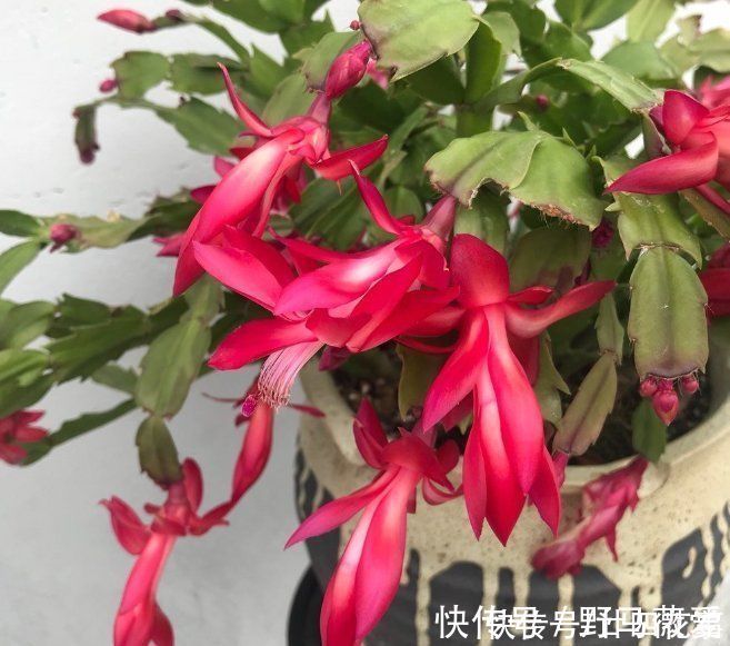 浇水|蟹爪兰叶子软塌，难复花，“根源”在这里，解决后重新饱满猛开花