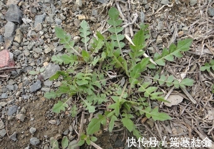 野味|农村有一种野味,叶子极为珍贵,外面一斤20元农村人都吃过