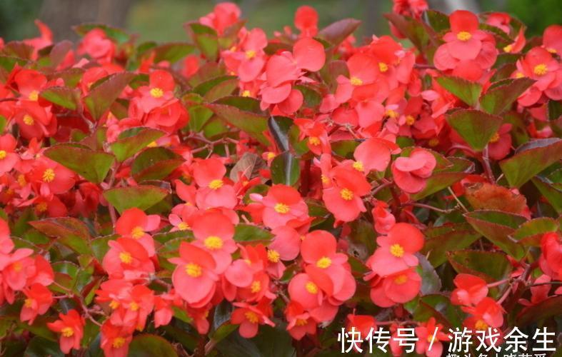 空气再干燥，“12种花”也别喷水，容易黄叶、腐烂和枯萎