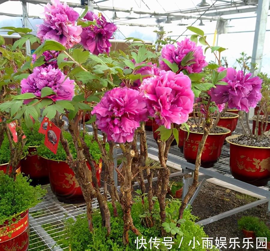 家里不要乱养花!6种养人花,吸废气制氧气,还有旺家的好寓意