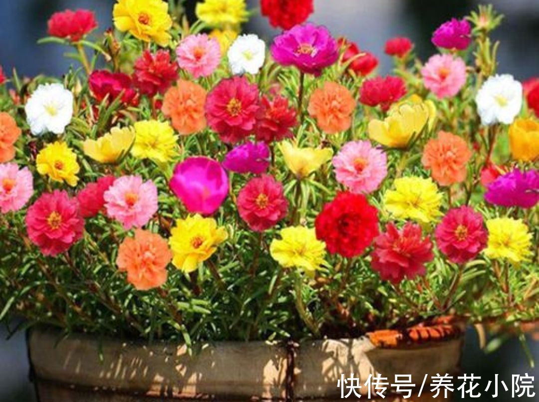 三种花，开花漂亮花期长，春天就能养