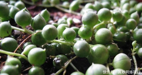  栀子花|家里就养这些花朵，夏天也能开花，花色美丽，阳台变成花海，超美