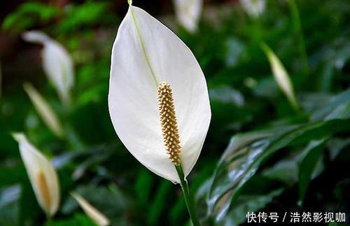 白掌|农村这三种“吸毒花”，被称作“天然空气净化器”，你肯定不知道