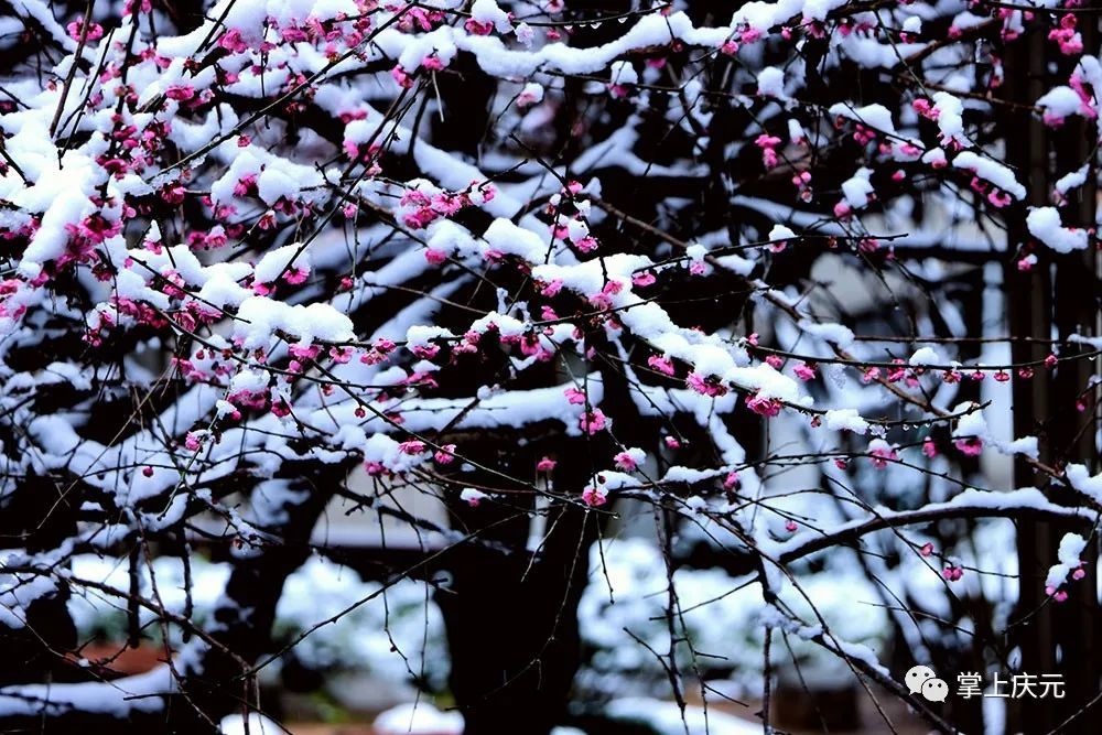 叶武|雪中庆元，每一帧每一秒都美到窒息！