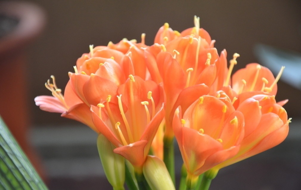 此花就像是君子一样,是一种高尚的品德,有着鲜艳的花色